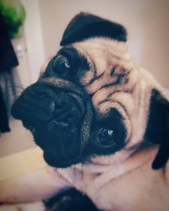 52K views · 217 reactions | STOP THE ITCH “Best stuff on the market and trust me it works.....these ear drops are affordable and they work” Karen Ford Scholey | Stinky Stuff | Facebook