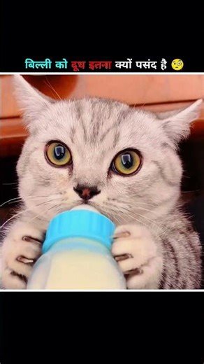 Why do cats like milk so much? 🧐#viral #facts #cat #shorts