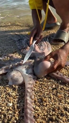 How to Clean and Prepare Fresh Octopus on the Beach #shorts
