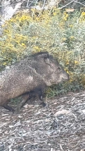 Javelina in the wash #nature