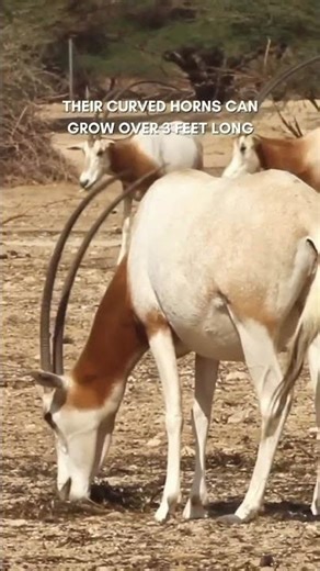 Scimitar Horned Oryx Facts | Conservation Frontlines
