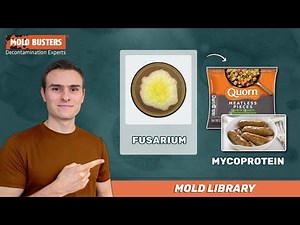 🦠Fusarium - 📚Mold Library - Mold Busters