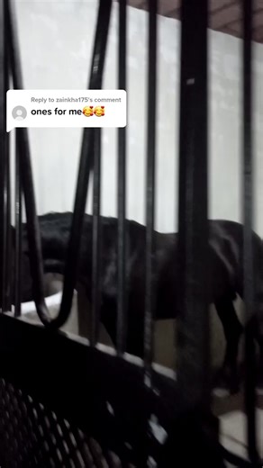 Reply to @zainkha175 ❤️ Essa stud farm #madrota #attock #horselover #viral #video #grow #account #foryoupage #