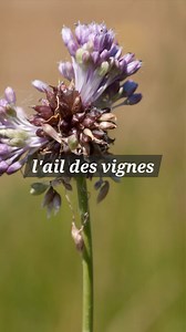L'ail des vignes ( Allium vineale ) est une plantes de la familles des ails sauvages. C'est une plante entièrement comestible et très parfumé qui contient de nombreux nutriments. Honnêtement c'est l'une de mes préfèrées avec l'ail des ours. Elle est parfaite en mariage avec une tranche de pain grillé, une feuille d'ombilic des rochers, du boursin au figues, une noisette, noix ou une amande et quelques brin d'ail des vignes et tu as une tuerie gustative ! Parole de moine des bois ! #aildesvignes 