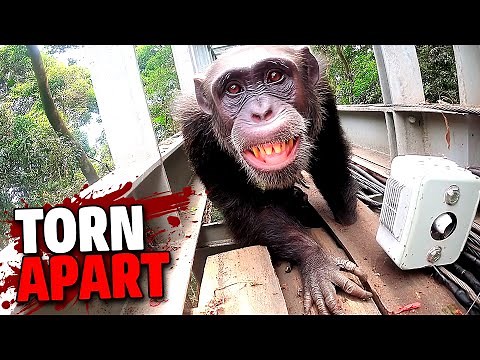 The Terrifying Last Seconds of Dr. Reeves: Torn Apart by Chimpanzees