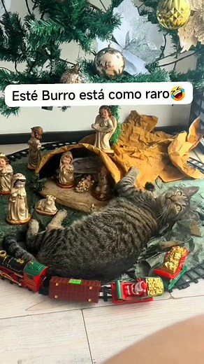 Está muy raro este burro de navidad 😃 . . . #gatos #gatitos #felinos #pet #pets #fyp #animales #amor #empatia #amistad #mascotas #compartir #reels #facebook #cat #cats #catslover #gato #instagram #feliz #love #cutecats #michis #tierno #cute #mundo #memes #viral #viralvideos #risas | Marcos Hernandez