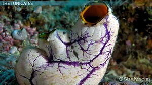 Invertebrate Chordates | Definition, Reproduction & Examples - Video | Study.com