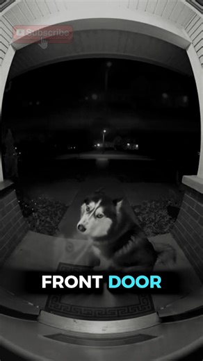 This Husky Refused to Leave the Door — The Reason Shocked Everyone | Doorcam Footage #shorts