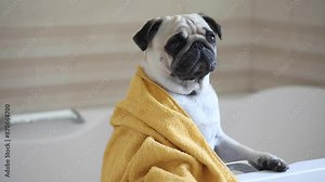 The pug is wiped with a towel after bathing. Pug in the bathroom. The dog looks at the camera and moves its muzzle and ears in a funny way. dog after bath, Horizontal video