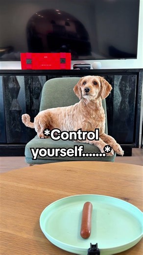Does our dog have any self control??? 🌭 😂