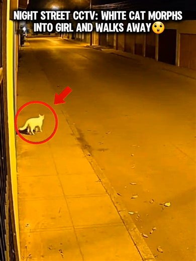 CCTV Footage: White Cat Transforms into Girl