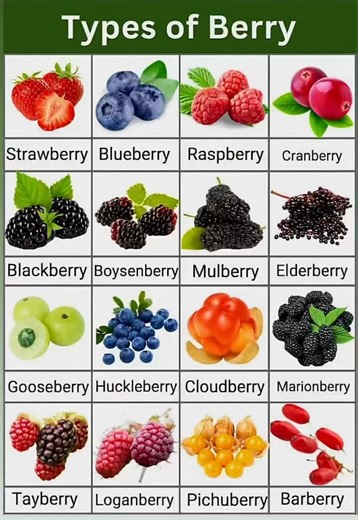 Types of Berry | Sophai Creator Share