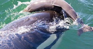 Puget Sound orcas beat up and even kill porpoises, new research reveals. But why?