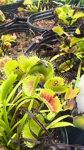 Giant Venus Flytrap Eats Lizard!