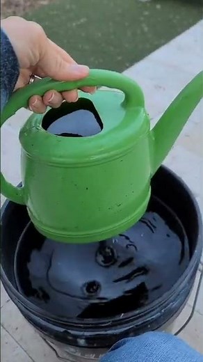 Zero Cost Fertilizer Gardening Hack. How to use coffee grounds in the garden