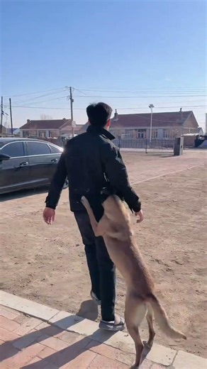 Unbelievable! Smart Dog Pulls Owner Out of Danger 🐕🆘