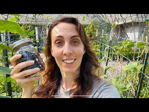 18+ TIPS for Beginners on how to grow dry beans