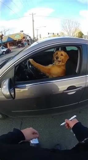Dog Pulled Over for Driving!