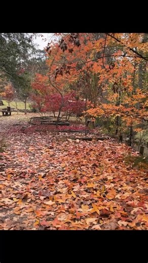 Looking for some peaceful vibes to start the new year? The Sam Houston Memorial Museum & Republic of Texas Presidential Library features walking trails perfect for taking in the scenery and wildlife. Watch the video for a virtual walk! | Sam Houston State University