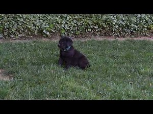 Golden Labrador Puppies For Sale