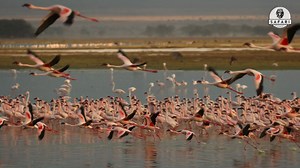 29 reactions | Check this MASSIVE flock of flamingos in Amboseli National Park, Kenya! | The Safari Expert | Facebook