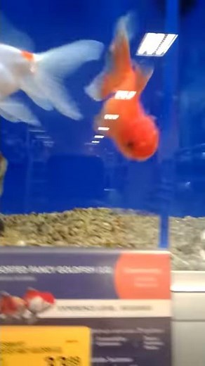 Petsmart expensive goldfish