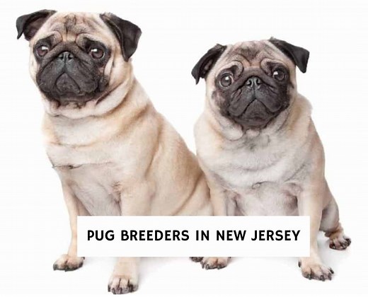 10 Best Pug Breeders in New Jersey! - We Love Doodles