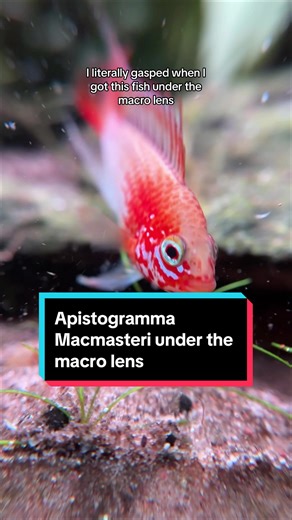 Apistogramma Macmasteri Gold Red Shoulder under a macro lens. #aquarium #aquariums #fishtank #fishtanks #aquariumsoftiktok #fishtok #aquariumhobby #aquascapes #aquascape #plantedaquarium #apistogramma #apistos #apistogramma_macmasterii