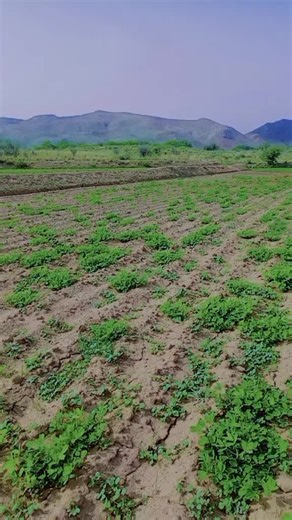 kaidi number 804 (@kaidi.namber.k804)’s videos with Khpal khog Watan - Shahab AFriDi ♡