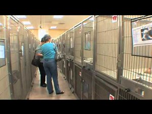 A C & C pet Adoption centers