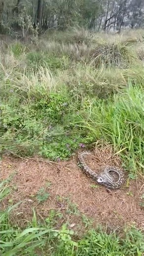 Aussie Python #python