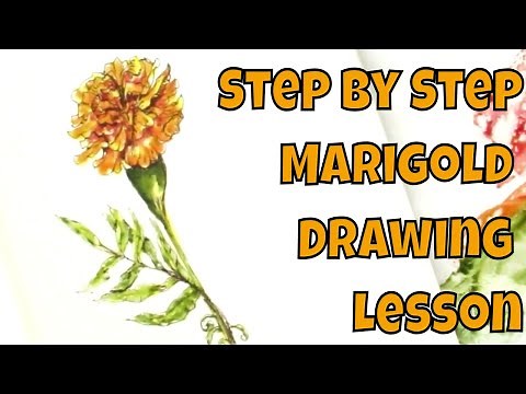 Pen and Ink No Pencil How to Draw a Marigold Flower Step by Step