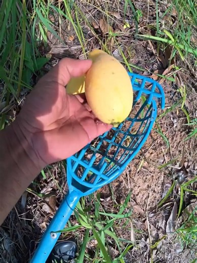 Mango Benefits and Summer Fruit Tips