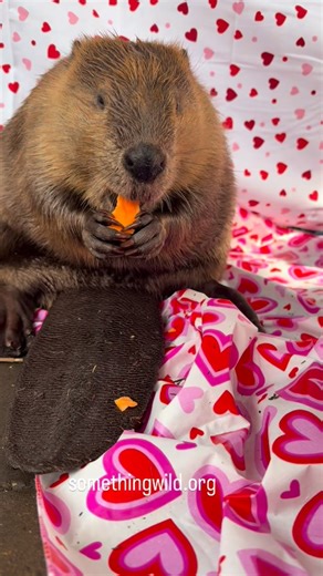 Holley Muraco | Happy Valentines Day from Sprout and Something Wild. #beavers #wildliferescue #asmr | Instagram