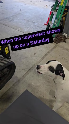 #dogsoftiktok #bluecollar #shop #boss #pitbullsoftiktok @ReesePieThePittie