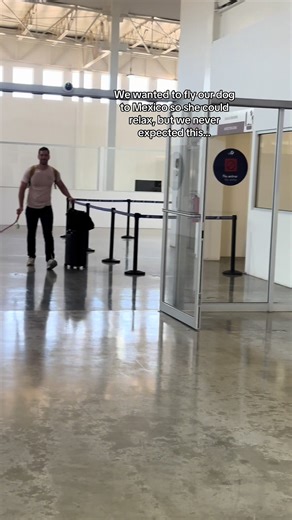 Traveling with Dogs: A Relaxing Vacation in Mexico