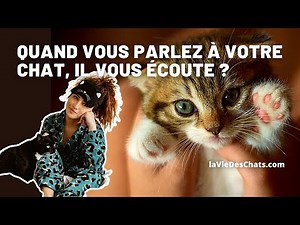 Quand vous parlez à votre chat, il vous écoute ?
