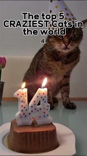 OK these Cats need to calm down they are crazy! #cutecats #cat #prettycat