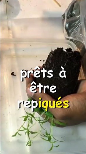 Faire pousser un grenadier à partir des graines 🌱🌺🍊