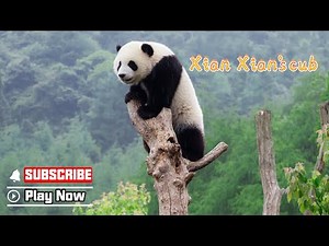 【The Giant Panda Story】Episode 4 Xian Xian's Cub, The Brave Explorer | iPanda