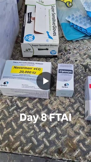 Day 8: Pulling DIBs and Preparing for Next Step in AI Program | A Place To Call Home Group posted on the topic | LinkedIn