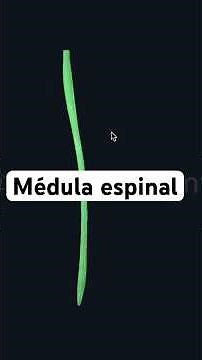 Médula espinal. Suscríbete para más. #anatomia