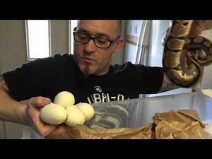 Ponte de Python regius