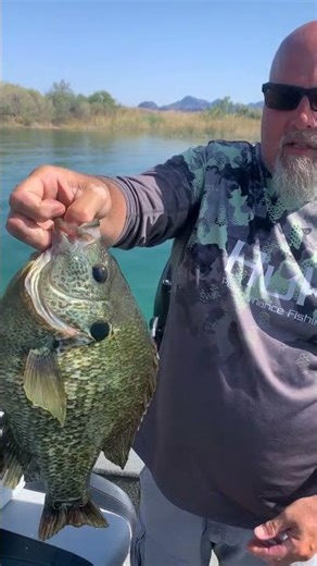 ABO | Lake Havasu Giant Shellcracker