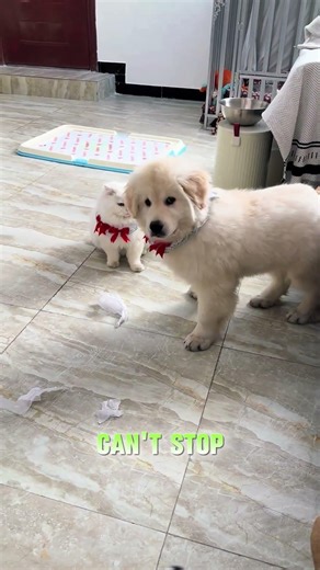 The Cutest Frenemies Ever❤️😇 #shorts