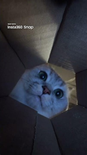 POV: You just got gobbled up by the kitten.🙀| Insta360 Snap Selfie Screen