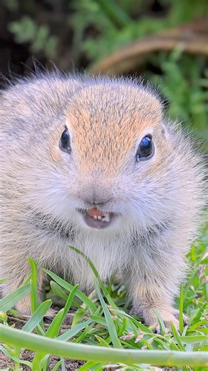 43K views · 5.2K reactions | Meet the mountain ground squirrel, an expert burrower living in rocky areas. These squirrels create intricate tunnels to stay safe and stash their food. Fun Fact: Mountain ground squirrels hibernate for up to 7 months to endure cold winters. #MountainGroundSquirrel #Wildlife #NatureFacts #SquirrelLife #AnimalLovers | Listpull | Facebook