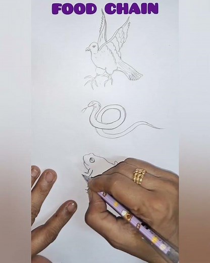 How to draw a food chain easily/Tropic levels easy drawing
