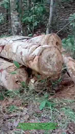 Timber Log Extraction in the Forest | Efficient Logging and Wood Harvesting Process