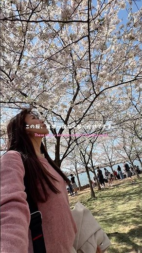 The cherry blossoms in Washington D.C. actually almost disappeared at one point 🌸